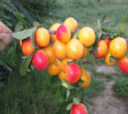 Batajnica - Vocne sadnice - Sorte voća za organsku proizvodnju